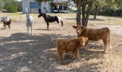 Suttle and Company Real Estate