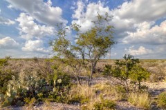 Suttle and Company Real Estate